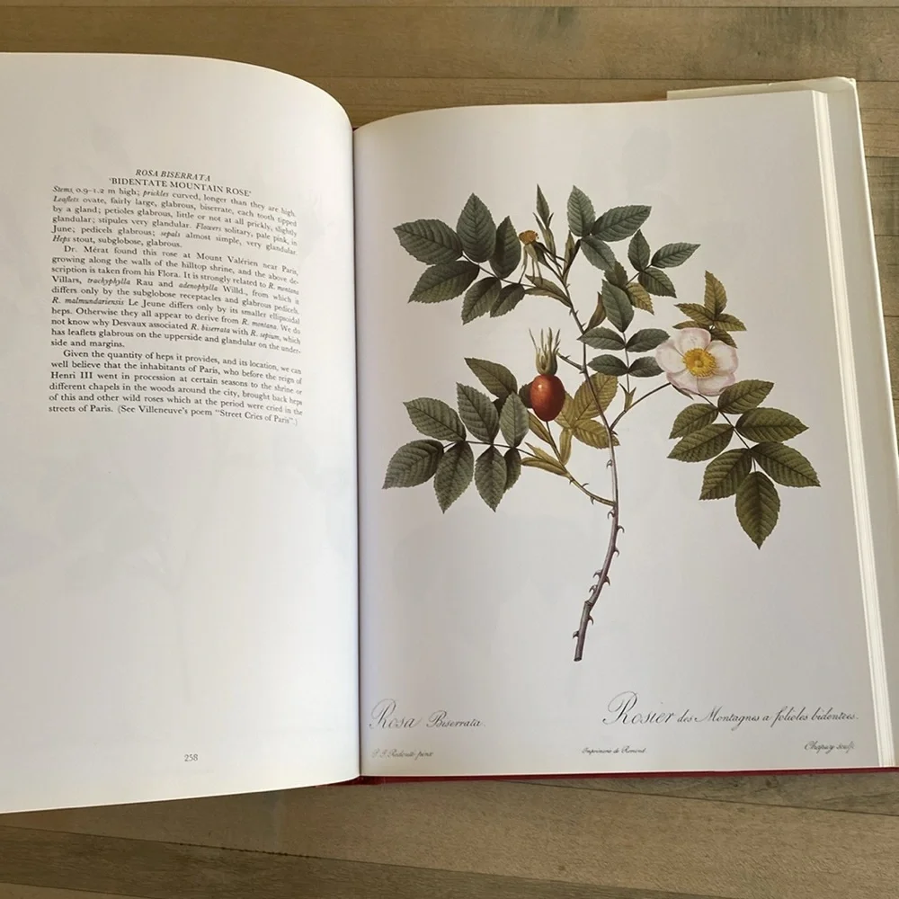 Redouté's Roses by P.J. Redouté - Picture 7 of 14